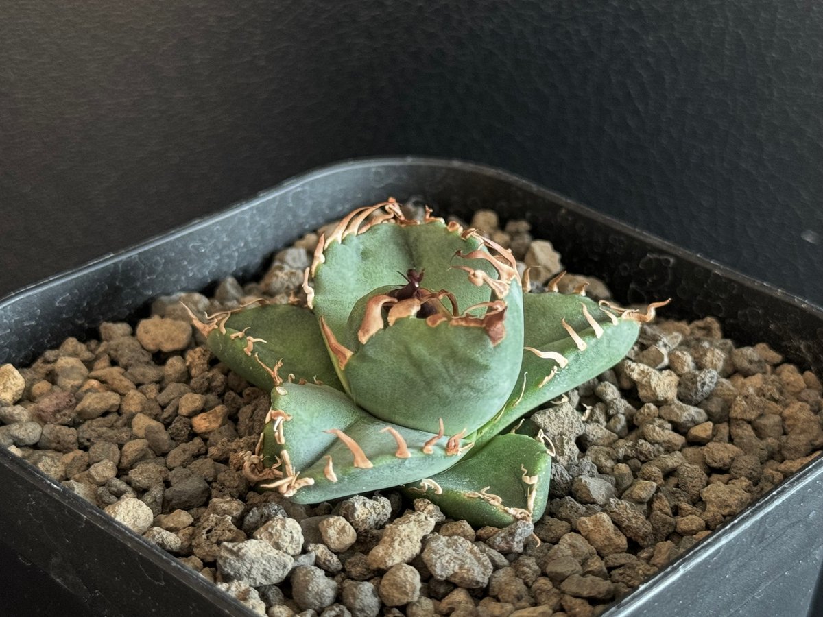 アガベ・チタノタ 魔丸（芽）-031｜agave titanota imps | Plus_P