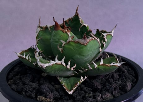 アガベ・チタノタ　徳尔塔(小株)-010｜agave titanota Delta