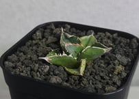 アガベ・チタノタ LQH_土（芽）001｜agave titanota saturn | Pl