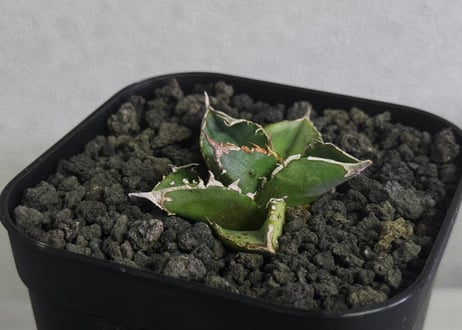 アガベA +Bコンプリートセット アガベA +Bコンプリートセット