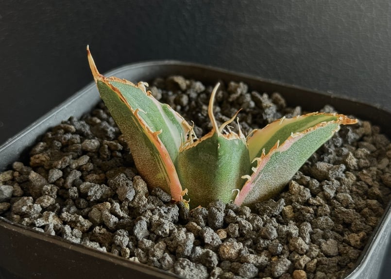 アガベ・チタノタ白鯨（覆輪）芽-006｜agave titanota white