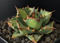 アガベ・チタノタ 金剛（芽）-009｜agave titanota adamantine |
