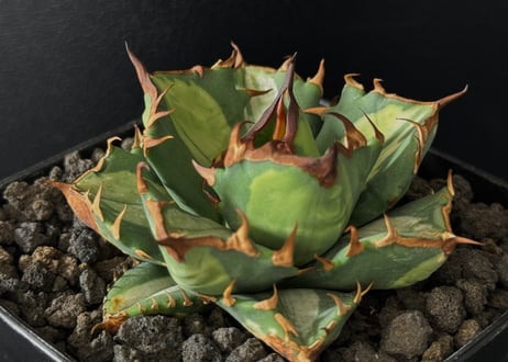 CATEGORY Titanota Dwarf medio-picta｜姫厳竜白中斑 | Pl