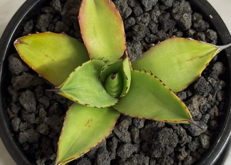 アガベ・笹の雪×イシスメンシス ハイブリッド（芽）-007｜ agave victoriae-reginae x isthmensis