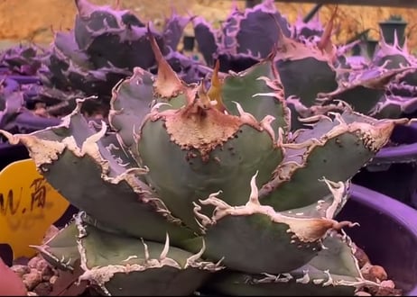 アガベ・チタノタ 繁星（小株）-070｜agave titanota star‐studded