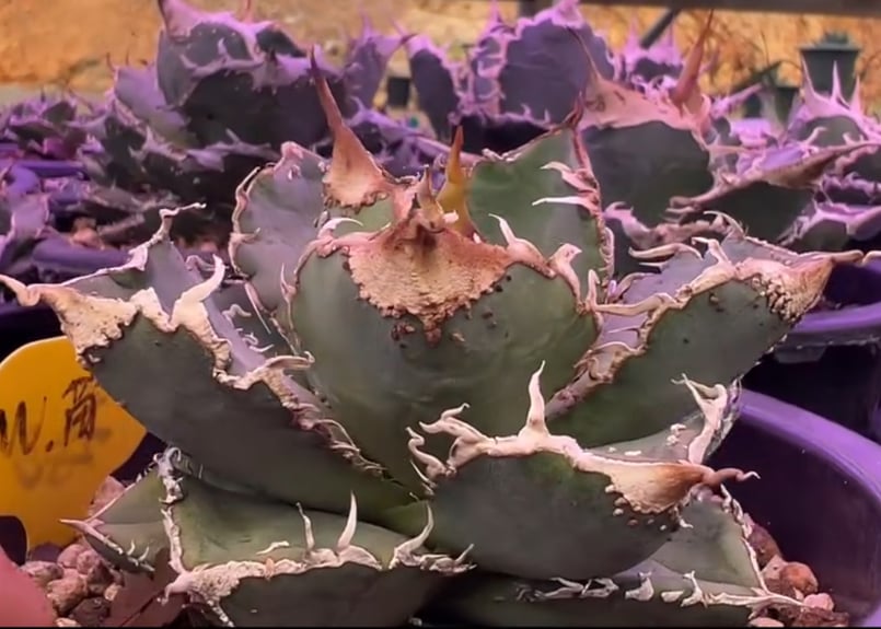 アガベ・チタノタ 繁星（小株）-069｜agave titanota star‐studded
