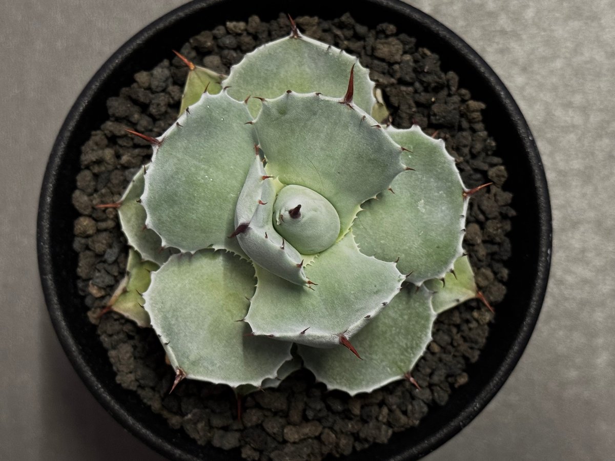 Royal agave産＞アガベ・イシスメンシス （小株）-008｜ agave isthm