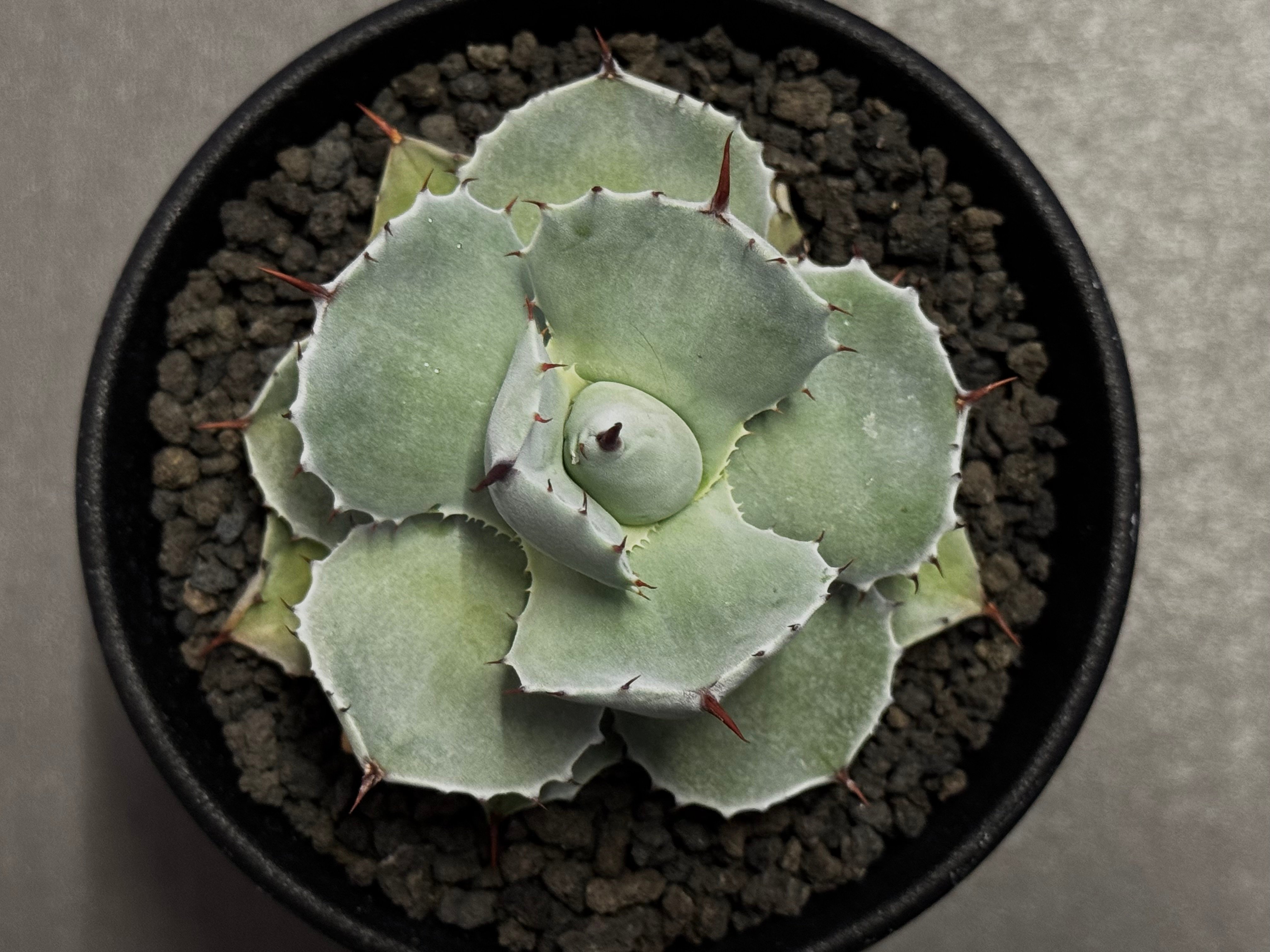 Royal agave産＞アガベ・イシスメンシス （小株）-008｜ agave isthm