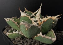 アガベ・チタノタ スナグルトゥース子株-002|agave titanota アガベ・チタノタ スナグルトゥース子株-002|agave titanota