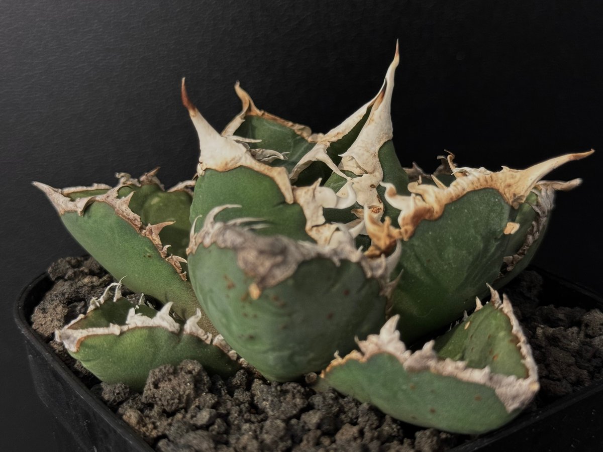 ◇厳選◇アガベ・チタノタ 狼人(小株)-034|agave titanota ◇厳選◇アガベ・チタノタ 狼人(小株)-034|agave titanota