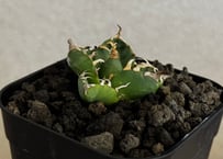 アガベ・チタノタ 魔丸（芽）-045｜agave titanota imps
