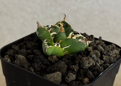 アガベ・チタノタ 魔丸（芽）-045｜agave titanota imps