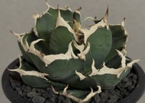アガベ・チタノタ白鯨（縞斑）芽-006｜agave titanota white whale