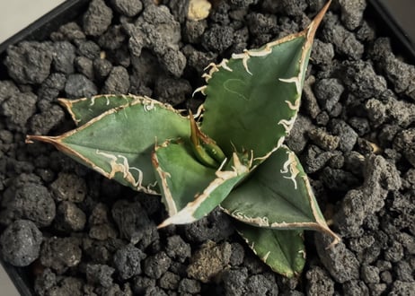 アガベ・チタノタ　隕石(ミーティアライト)-036｜agave titanota meteorite