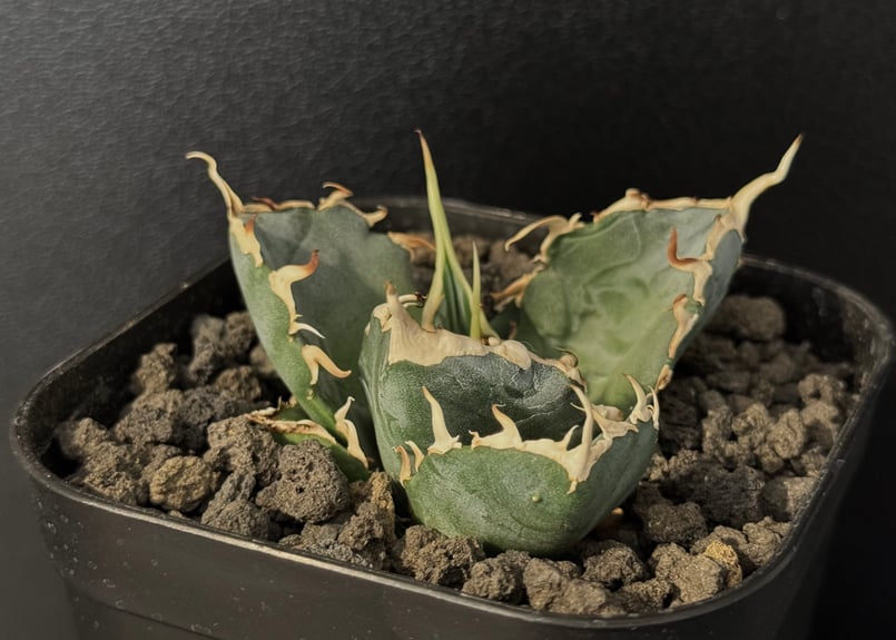 アガベ・チタノタ白鯨(芽／大)-077｜agave titanota white whale