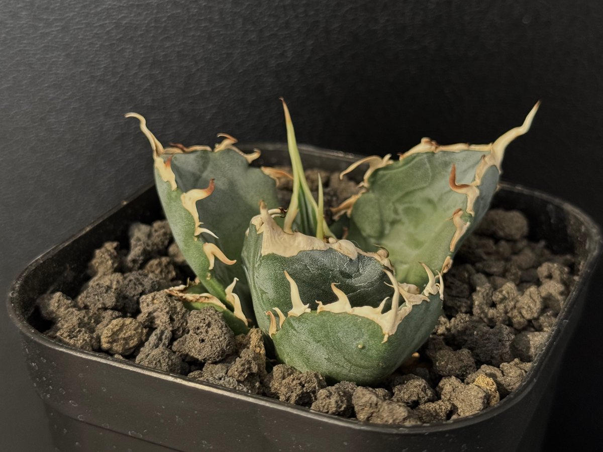 アガベ・チタノタ白鯨(芽／大)-077｜agave titanota white whale