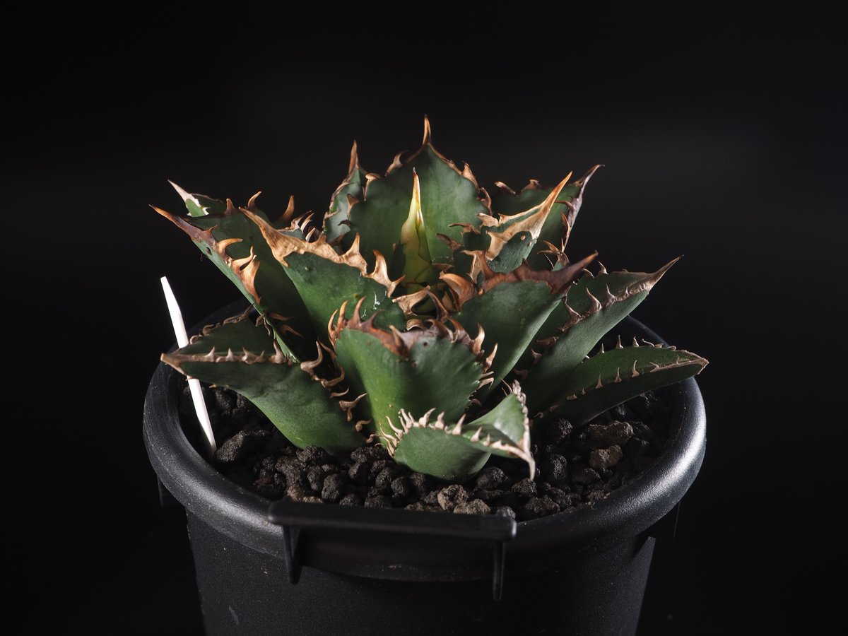 アガベ・チタノタ 赤猫-003|agave titanota redcat weezle | アガベ・チタノタ 赤猫-003|agave titanota redcat weezle |