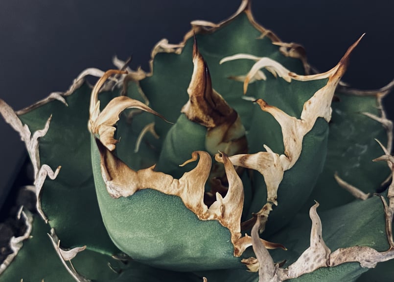 アガベ・チタノタ シーザー(凱撒)中-015|agave titanota アガベ・チタノタ シーザー(凱撒)中-015|agave titanota