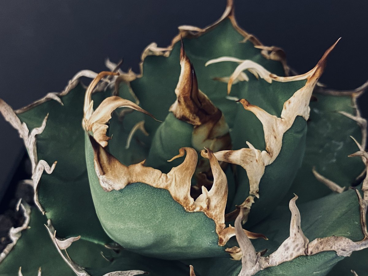 アガベチタノタFO-76  カエサル シーザー 凱撤  Agave アガベ チタノタ シーザー（凱撤）OS17 – linkplants -リンク