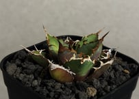 アガベ・チタノタ 蒼龍(小株)-005｜agave titanota blue dragon