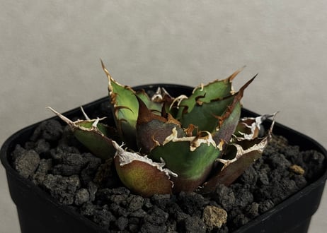 アガベ・チタノタ シーザー/凱撒（芽）-061｜agave titanota caesar