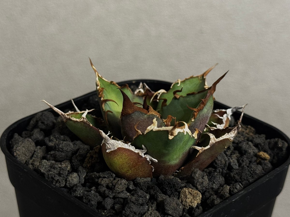 アガベ・チタノタ シーザー/凱撒（芽）-061｜agave titanota caesar |