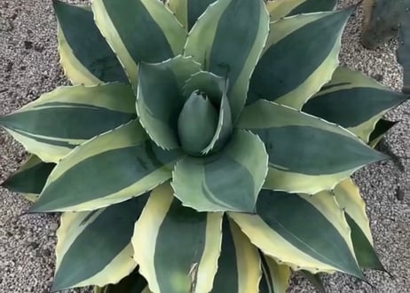 アガベ・オバティフォリア（オルカ）｜（小株）-004｜ agave ovatifolia variegated 'ORCA'