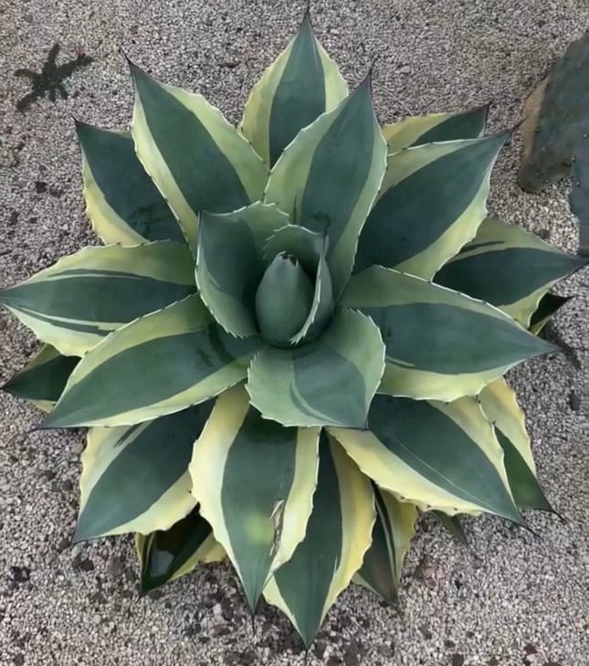 アガベ・オバティフォリア（オルカ）｜（芽）-001｜ agave ovatifolia