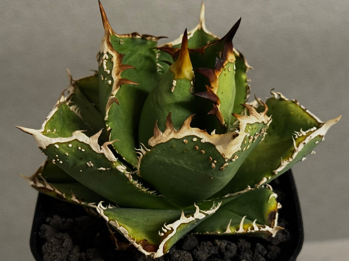 アガベ　チタノタ　天魔 アガベ・チタノタ 天狼星(シリウス)-009｜agave titanota sirius |