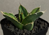 アガベ　チタノタ　ビースト アガベ・チタノタ ビースト-001（芽）｜agave titanota beast | Plu