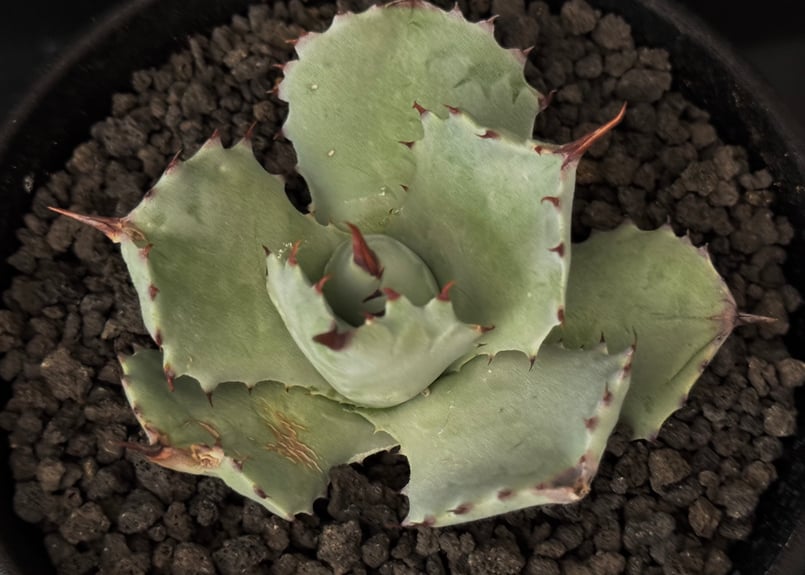 Royal agave産＞アガベ・イシスメンシス （芽／大）-004｜ agave