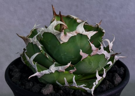 アガベ・チタノタ 中国螃蟹（厳選コンパクト）- 009｜agave titanota Crab