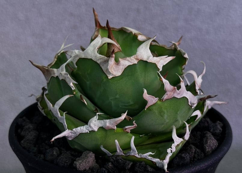アガベ・チタノタ 中国螃蟹（厳選コンパクト）- 009｜agave titanota