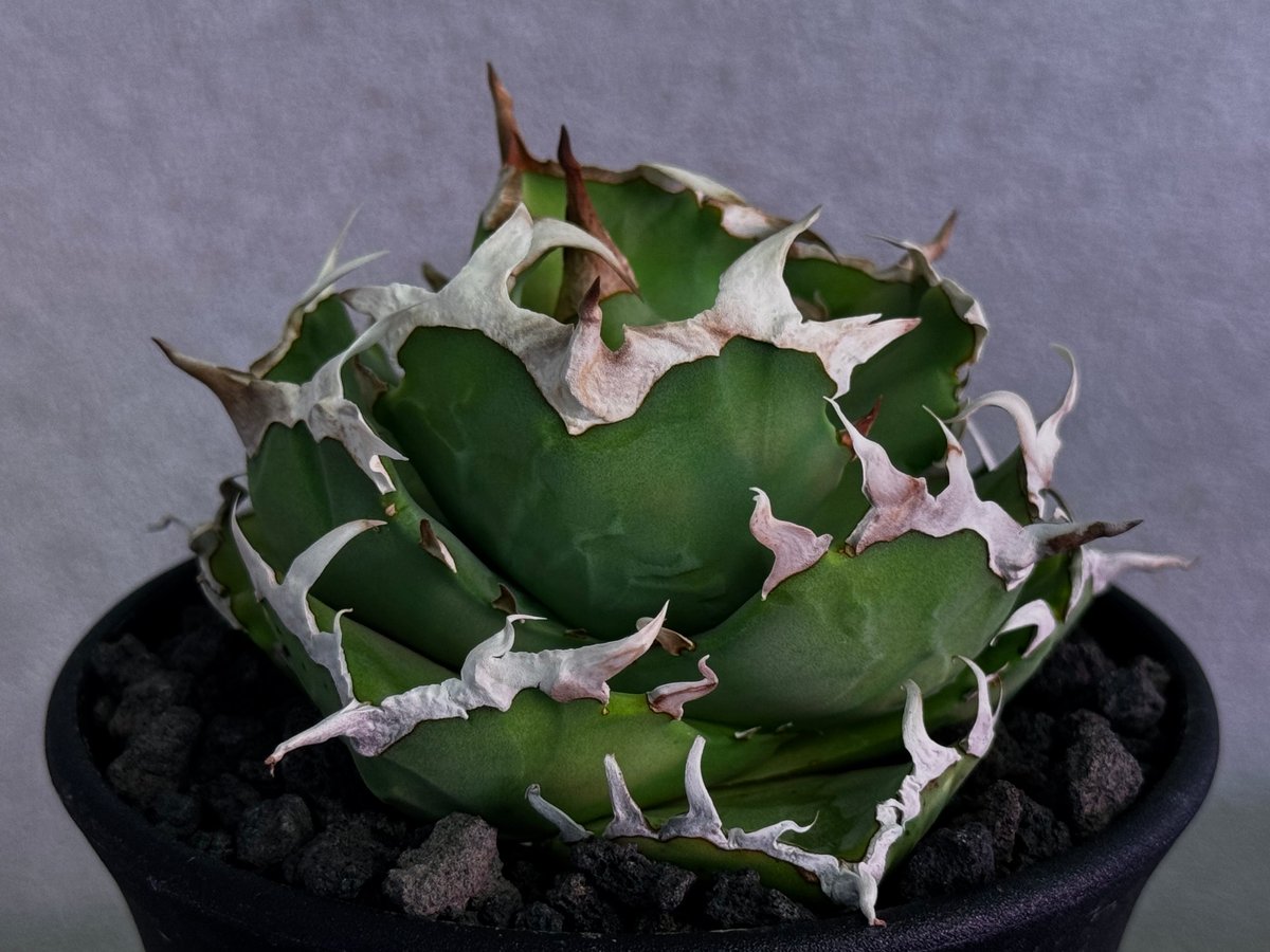 アガベ・チタノタ 中国螃蟹（厳選コンパクト）- 009｜agave titanota