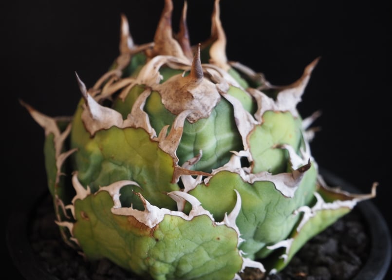 アガベ・チタノタ白鯨(ボールタイプ)中-092|agave titanota アガベ・チタノタ白鯨(ボールタイプ)中-092|agave titanota