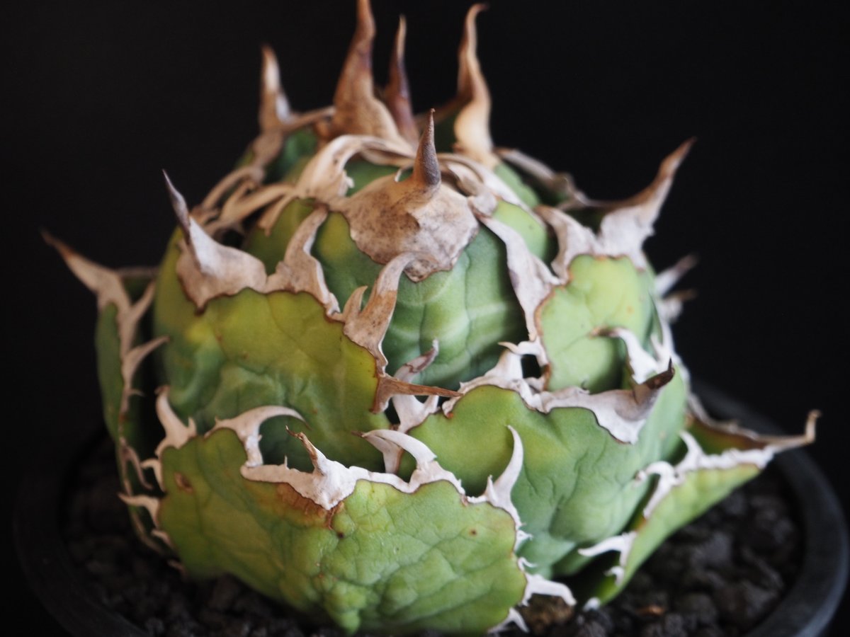 アガベ・チタノタ白鯨(ボールタイプ)中-092|agave titanota アガベ・チタノタ白鯨(ボールタイプ)中-092|agave titanota