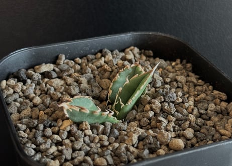 CATEGORY Titanota Megalodon｜巨歯鮫 | Plus_Plants S