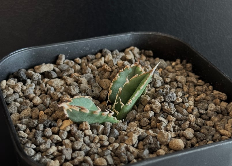 アガベ・チタノタ 巨歯鯊(芽)-002｜agave titanota megalodon |