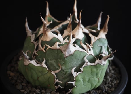 アガベ・チタノタ白鯨（ボールタイプ）中-061｜agave titanota white whale