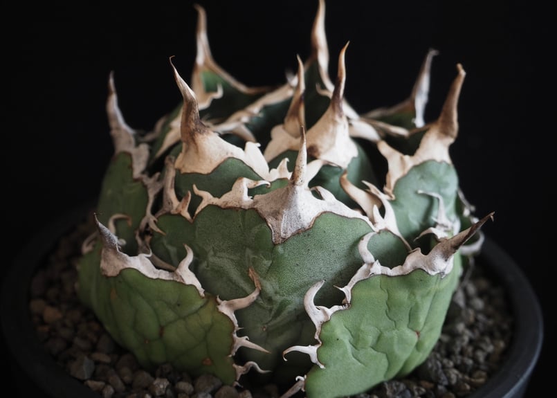 アガベ　チタノタ　白鯨 アガベ・チタノタ白鯨（覆輪）中-005｜agave titanota white