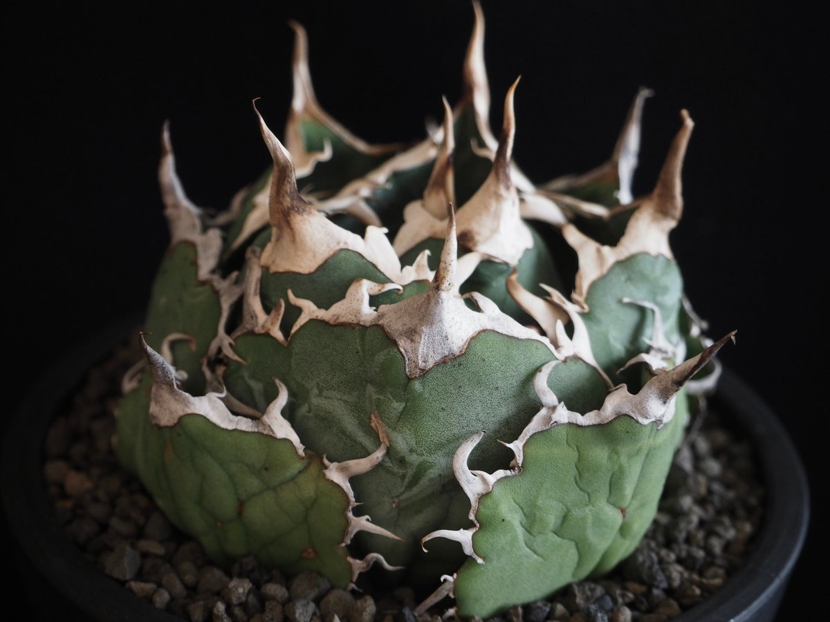 アガベ・チタノタ白鯨(ボールタイプ)中-061|agave titanota アガベ・チタノタ白鯨(ボールタイプ)中-061|agave titanota