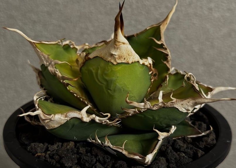アガベ・チタノタ 緑幽霊(中)-009｜agave titanota green ghost