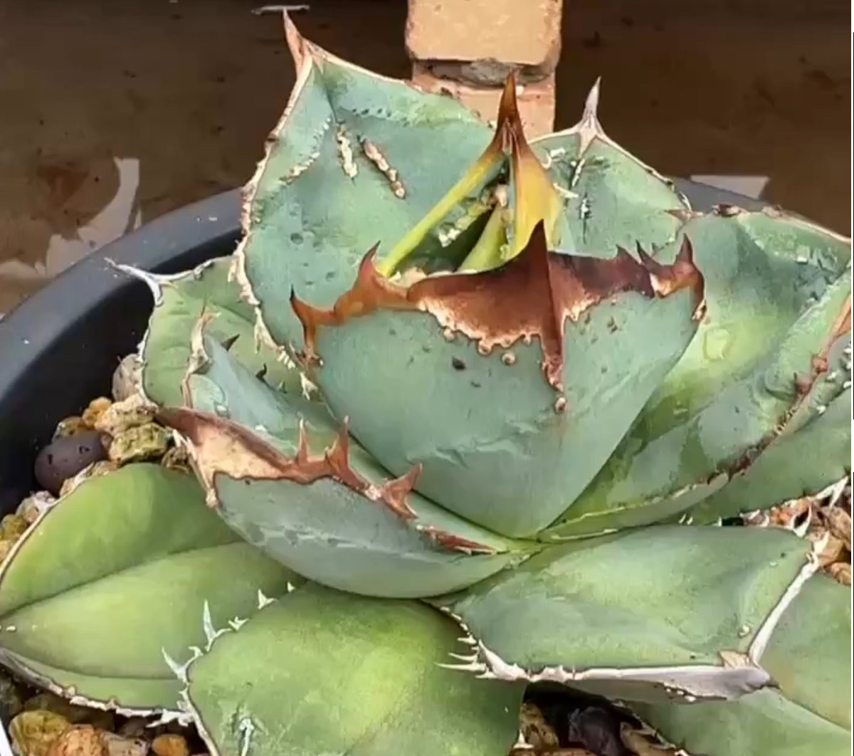 アガベ・チタノタ 鰐亀（芽）-001｜agave titanota alligator sna