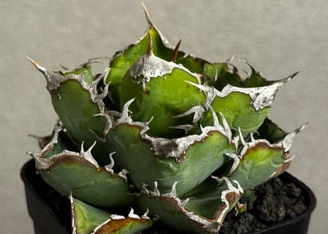 CATEGORY Titanota star‐studded｜繁星 | Plus_Plants