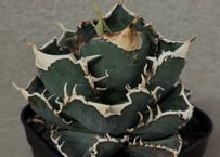 A001 特選アガベ オバティフォリアオルカ Agavetitanota極上大株 A001 特選アガベ オバティフォリアオルカ Agavetitanota極上大株