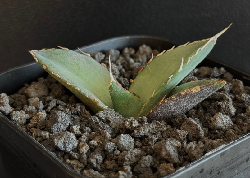 アガベ・チタノタ ハデス (黒帝斯) 芽-038|agave titanota アガベ・チタノタ ハデス (黒帝斯) 芽-038|agave titanota