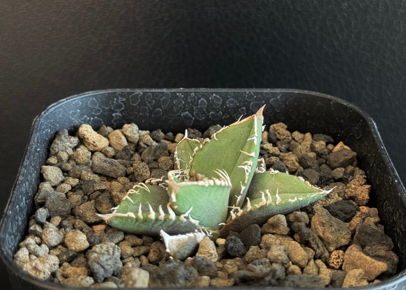アガベ・チタノタ 流星(台湾Lize産)-001|agave titanota Meteor アガベ・チタノタ 流星(台湾Lize産)-001|agave titanota Meteor
