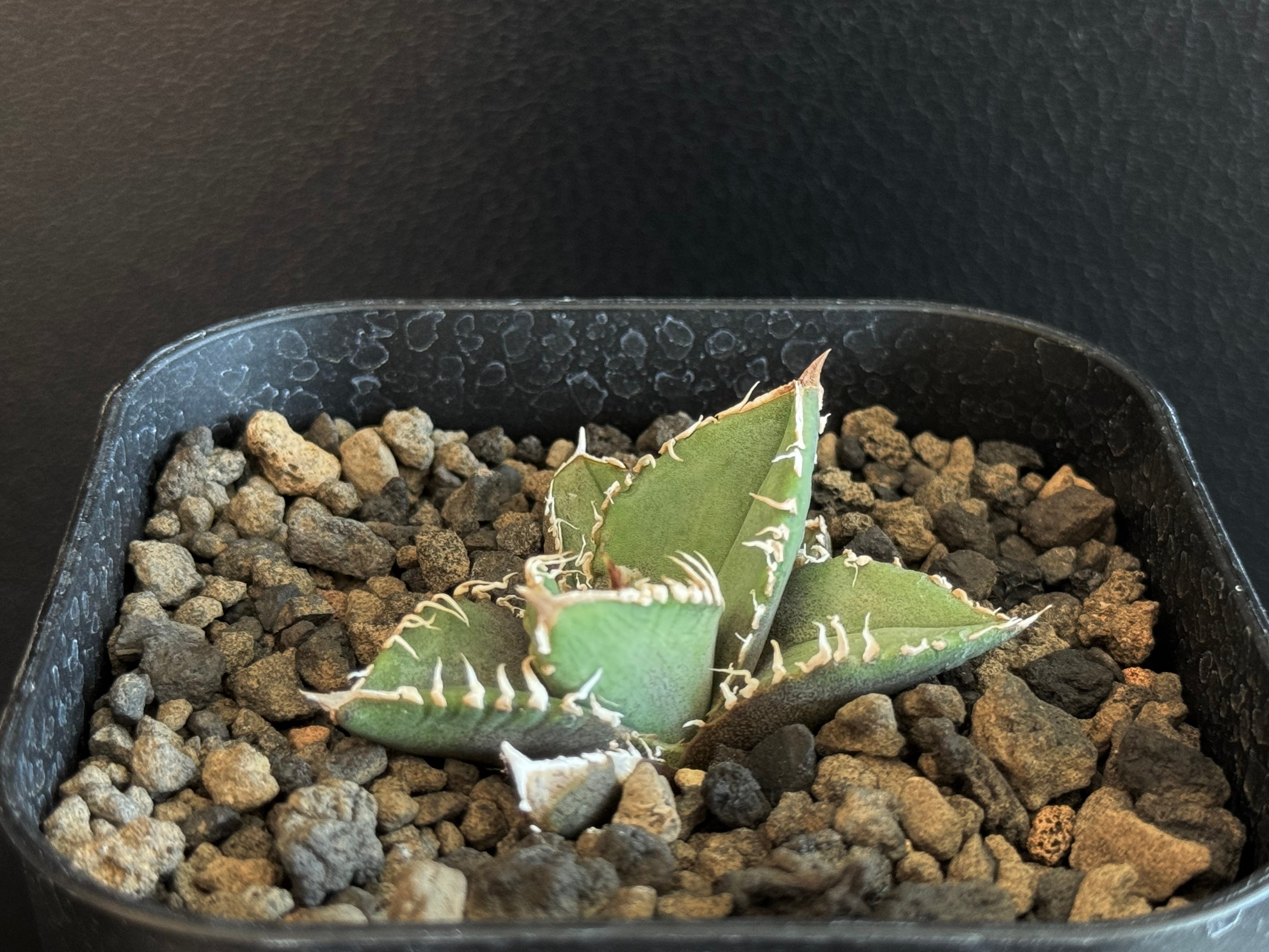 アガベ・チタノタ 流星(台湾Lize産)-001｜agave titanota Meteor