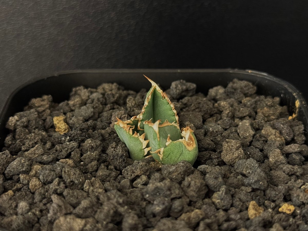アガベ・チタノタ CJ-Special(芽)-007|agave titanota CJ-Sp アガベ・チタノタ CJ-Special(芽)-007|agave titanota CJ-Sp