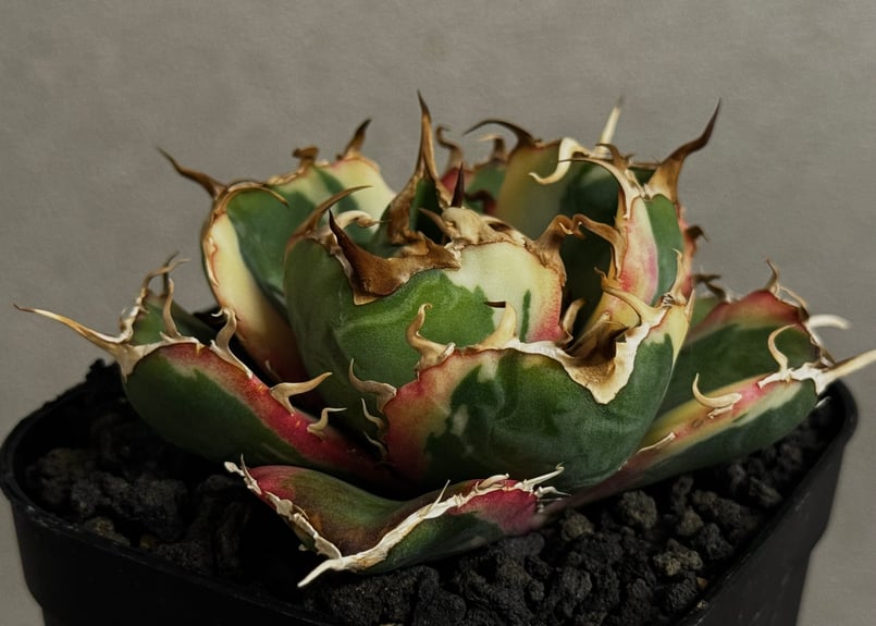 アガベ・チタノタ白鯨（覆輪）芽-010｜agave titanota white wha1le